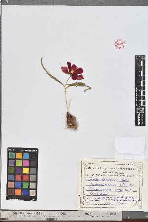  (Tulipa korolkowii - Tulip23)  @11 [ ] Copyright (2021) Unspecified Institute of Botany, Academy of Sciences of Uzbekistan
