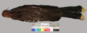  (Opisthocomiformes - TUNKI-0048)  @11 [ ] CreativeCommons - Attribution Non-Commercial Share-Alike (2023) MHN-UNMSM Universidad Nacional Mayor de San Marcos, Museo de Historia Natural