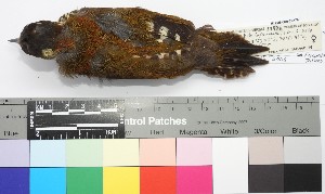  (Veniliornis nigriceps - TUNKI-0067)  @11 [ ] CreativeCommons - Attribution Non-Commercial Share-Alike (2023) MHN-UNMSM Universidad Nacional Mayor de San Marcos, Museo de Historia Natural