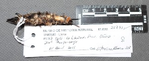 (Chaetocercus bombus - TUNKI-0083)  @11 [ ] CreativeCommons - Attribution Non-Commercial Share-Alike (2023) MHN-UNMSM Universidad Nacional Mayor de San Marcos, Museo de Historia Natural
