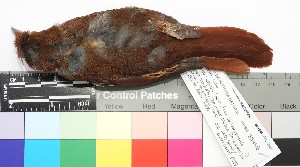 (Anabazenops dorsalis - TUNKI-0086)  @11 [ ] CreativeCommons - Attribution Non-Commercial Share-Alike (2023) MHN-UNMSM Universidad Nacional Mayor de San Marcos, Museo de Historia Natural