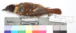  (Thamnophilus bernardi - TUNKI-0094)  @11 [ ] CreativeCommons - Attribution Non-Commercial Share-Alike (2023) MHN-UNMSM Universidad Nacional Mayor de San Marcos, Museo de Historia Natural