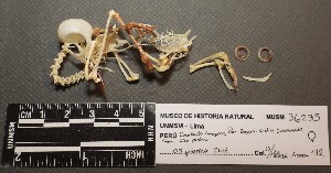  (Henicorhina leucophrys - TUNKI-0106)  @11 [ ] CreativeCommons - Attribution Non-Commercial Share-Alike (2023) MHN-UNMSM Universidad Nacional Mayor de San Marcos, Museo de Historia Natural