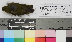  (Machaeropterus pyrocephalus - TUNKI-0180)  @11 [ ] CreativeCommons - Attribution Non-Commercial Share-Alike (2023) MHN-UNMSM Universidad Nacional Mayor de San Marcos, Museo de Historia Natural