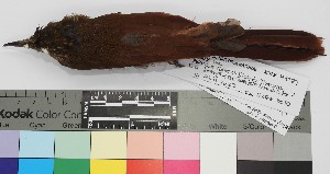 (Deconychura longicauda - TUNKI-0217)  @11 [ ] CreativeCommons - Attribution Non-Commercial Share-Alike (2023) MHN-UNMSM Universidad Nacional Mayor de San Marcos, Museo de Historia Natural