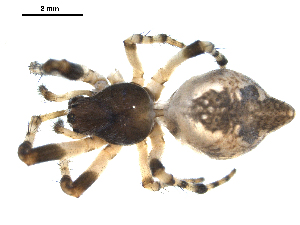  ( - 03-KADIR-A07)  @12 [ ] CreativeCommons - Attribution  Gergin Blagoev Centre for Biodiversity Genomics