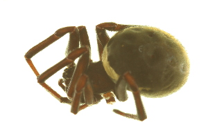  ( - 05-KADIR-B04)  @12 [ ] CreativeCommons - Attribution (2010) CBG Photography Group Centre for Biodiversity Genomics
