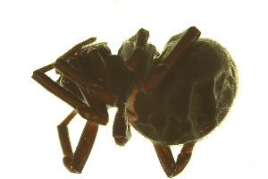  ( - 05-KADIR-B05)  @12 [ ] CreativeCommons - Attribution (2010) CBG Photography Group Centre for Biodiversity Genomics