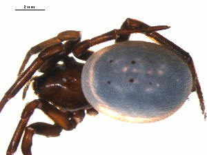  ( - BGSPI-02-H05)  @12 [ ] CreativeCommons - Attribution  Gergin Blagoev Centre for Biodiversity Genomics