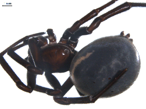  ( - BIOUG00524-A09)  @12 [ ] Copyright  G. Blagoev 2010 Unspecified