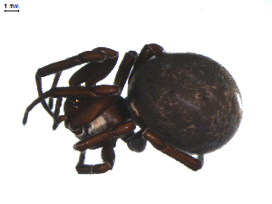  ( - BIOUG00524-A10)  @12 [ ] Copyright  G. Blagoev 2010 Unspecified