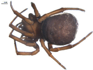  ( - BIOUG00524-A11)  @12 [ ] Copyright  G. Blagoev 2010 Unspecified