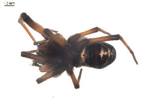  ( - BIOUG00526-B11)  @12 [ ] Copyright  G. Blagoev 2010 Unspecified