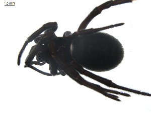  ( - BIOUG00526-C07)  @12 [ ] Copyright  G. Blagoev 2010 Unspecified