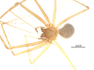  (Troglohyphantes karolianus - CCDB-08490-F06)  @12 [ ] Copyright  G. Blagoev 2010 Unspecified