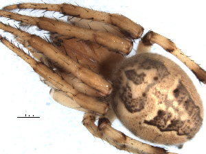  ( - CCDB-08491-C09)  @13 [ ] CreativeCommons - Attribution (2010) CBG Photography Group Centre for Biodiversity Genomics