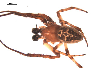  ( - CCDB-08491-D05)  @13 [ ] CreativeCommons - Attribution (2010) CBG Photography Group Centre for Biodiversity Genomics