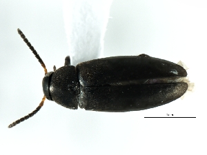  (Anaspis atrata - 09PROBE-CV140)  @14 [ ] CreativeCommons - Attribution (2010) CBG Photography Group Centre for Biodiversity Genomics