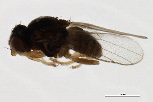  ( - PROBE-TW0275)  @12 [ ] CreativeCommons - Attribution (2009) CBG Photography Group Centre for Biodiversity Genomics
