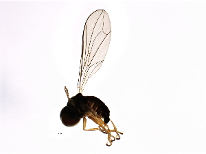  ( - PROBE-TW0323)  @12 [ ] CreativeCommons - Attribution (2009) CBG Photography Group Centre for Biodiversity Genomics