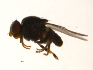  ( - PROBE-TW0338)  @13 [ ] CreativeCommons - Attribution (2009) CBG Photography Group Centre for Biodiversity Genomics