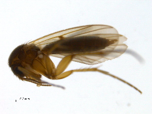  ( - PROBE-TW0382)  @12 [ ] CreativeCommons - Attribution (2009) CBG Photography Group Centre for Biodiversity Genomics