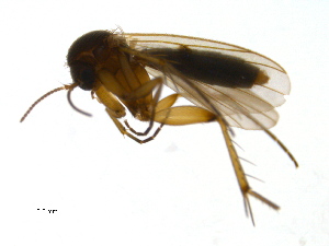  ( - PROBE-TW0383)  @12 [ ] CreativeCommons - Attribution (2009) CBG Photography Group Centre for Biodiversity Genomics