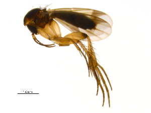  (Mycetophila sp. CJB3 - PROBE-TW0413)  @14 [ ] CreativeCommons - Attribution (2009) CBG Photography Group Centre for Biodiversity Genomics