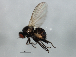  (Agromyza sp. SB - MTDIC-0032)  @13 [ ] CreativeCommons - Attribution (2009) CBG Photography Group Centre for Biodiversity Genomics