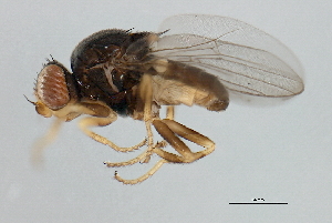  ( - MTDIC-0076)  @13 [ ] CreativeCommons - Attribution (2009) CBG Photography Group Centre for Biodiversity Genomics