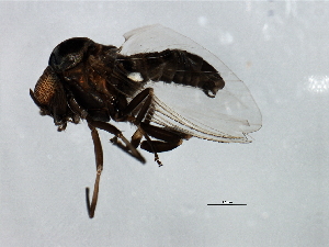  ( - MTDIC-0269)  @12 [ ] CreativeCommons - Attribution (2009) CBG Photography Group Centre for Biodiversity Genomics