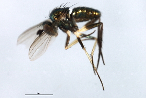  ( - PROBE-TW0169)  @11 [ ] CreativeCommons - Attribution (2009) CBG Photography Group Centre for Biodiversity Genomics