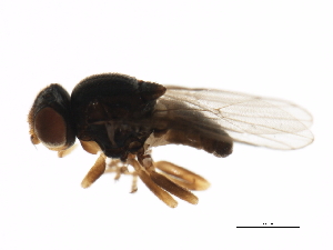  ( - PROBE-TW0295)  @12 [ ] CreativeCommons - Attribution (2009) CBG Photography Group Centre for Biodiversity Genomics