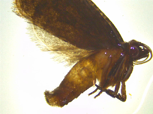  ( - NZAC03044773)  @11 [ ] No Rights Reserved (2025) Unspecified Landcare Research, New Zealand Arthropod Collection