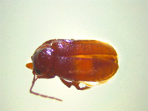  (Cyphanus - NZAC03046574)  @11 [ ] No Rights Reserved (2025) Unspecified Landcare Research, New Zealand Arthropod Collection