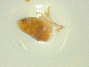  ( - NZAC03046585)  @11 [ ] No Rights Reserved (2025) Unspecified Landcare Research, New Zealand Arthropod Collection