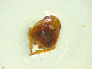  ( - NZAC03046595)  @11 [ ] No Rights Reserved (2025) Unspecified Landcare Research, New Zealand Arthropod Collection