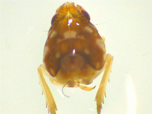  ( - NZAC03046670)  @11 [ ] No Rights Reserved (2025) Unspecified Landcare Research, New Zealand Arthropod Collection