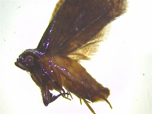  ( - NZAC03046747)  @11 [ ] No Rights Reserved (2025) Unspecified Landcare Research, New Zealand Arthropod Collection