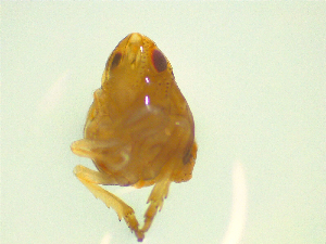  ( - NZAC03046770)  @11 [ ] No Rights Reserved (2025) Unspecified Landcare Research, New Zealand Arthropod Collection