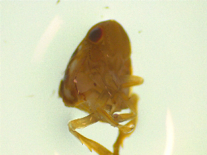  ( - NZAC03046802)  @11 [ ] No Rights Reserved (2025) Unspecified Landcare Research, New Zealand Arthropod Collection