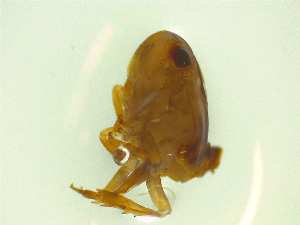  ( - NZAC03046803)  @11 [ ] No Rights Reserved (2025) Unspecified Landcare Research, New Zealand Arthropod Collection