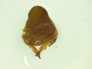  ( - NZAC03046804)  @11 [ ] No Rights Reserved (2025) Unspecified Landcare Research, New Zealand Arthropod Collection