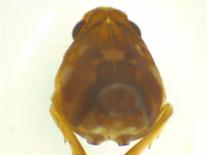  ( - NZAC03046824)  @11 [ ] No Rights Reserved (2025) Unspecified Landcare Research, New Zealand Arthropod Collection