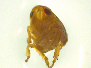  ( - NZAC03046839)  @11 [ ] No Rights Reserved (2025) Unspecified Landcare Research, New Zealand Arthropod Collection