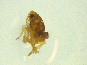  ( - NZAC03046840)  @11 [ ] No Rights Reserved (2025) Unspecified Landcare Research, New Zealand Arthropod Collection