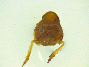  ( - NZAC03046843)  @11 [ ] No Rights Reserved (2025) Unspecified Landcare Research, New Zealand Arthropod Collection