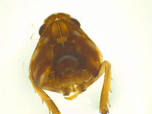  ( - NZAC03046850)  @11 [ ] No Rights Reserved (2025) Unspecified Landcare Research, New Zealand Arthropod Collection