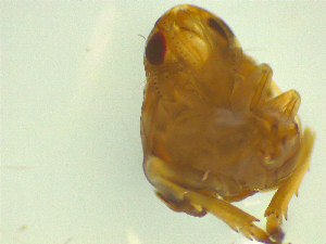  ( - NZAC03046851)  @11 [ ] No Rights Reserved (2025) Unspecified Landcare Research, New Zealand Arthropod Collection