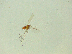  ( - NZAC03046869)  @11 [ ] No Rights Reserved (2025) Unspecified Landcare Research, New Zealand Arthropod Collection